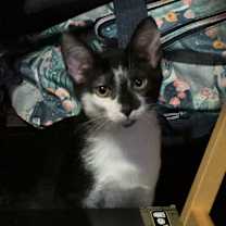 Thumbnail photo of Ferb #1