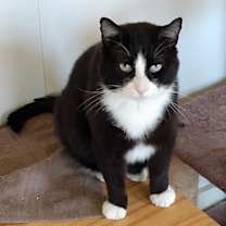 Thumbnail photo of Sylvester #1