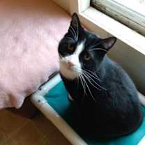 Thumbnail photo of Sylvester #2