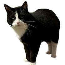 Thumbnail photo of Sylvester #3