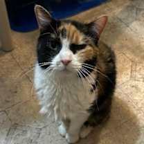 Thumbnail photo of Josephine #1