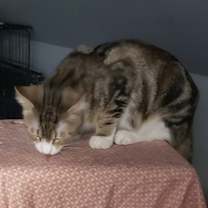 Thumbnail photo of Pebbles #3