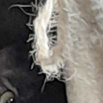 Thumbnail photo of Lion #2