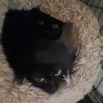 Thumbnail photo of Toothless #1