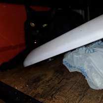 Thumbnail photo of Toothless #2