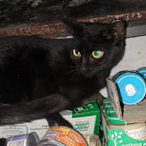 Thumbnail photo of Aurora #2