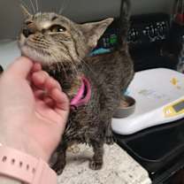 Thumbnail photo of Mama Anise #3