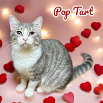 Thumbnail photo of Poptart #1