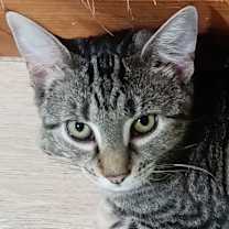 Thumbnail photo of Daisy (Hunter) #1