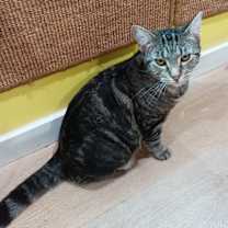 Thumbnail photo of Daisy (Hunter) #2