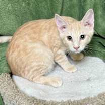 Thumbnail photo of TW-Sully #1