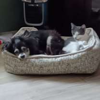 Thumbnail photo of Dakota #2