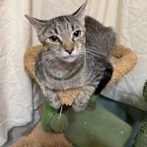 Thumbnail photo of Bugs-Grasshopper #1