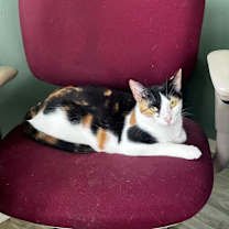 Thumbnail photo of Spice #1