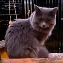 Thumbnail photo of Ginger #1