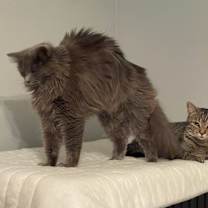Thumbnail photo of Ginger #4