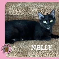 Thumbnail photo of Nelly #1