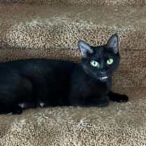 Thumbnail photo of Nelly #2