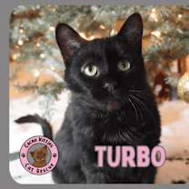 Thumbnail photo of Turbo #1