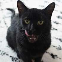 Thumbnail photo of Turbo #3