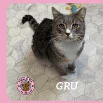 Thumbnail photo of Gru #1