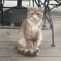 Thumbnail photo of Gru #2