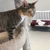 Thumbnail photo of Cayenne #3