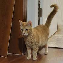 Thumbnail photo of BLOSSOM RUSSO #4