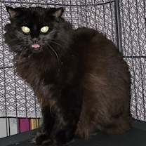 Thumbnail photo of Dahlia #1