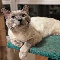 Thumbnail photo of Winston 4685 #3