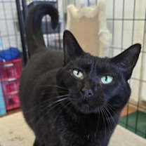 Thumbnail photo of Neve #1