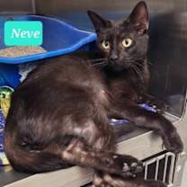 Thumbnail photo of Neve #2