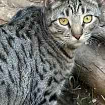 Thumbnail photo of Dolce #1