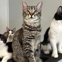 Thumbnail photo of Danaiya #4