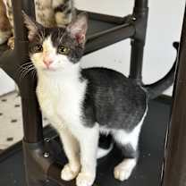 Thumbnail photo of Ash #3