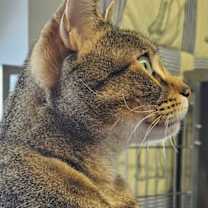 Thumbnail photo of Luna Lee 5433C #2