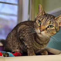 Thumbnail photo of Luna Lee 5433C #4