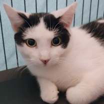 Thumbnail photo of Blackie #1