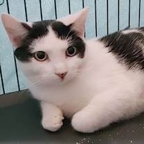 Thumbnail photo of Blackie #2