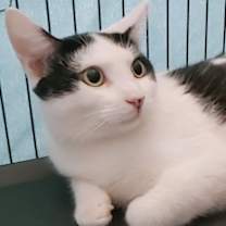 Thumbnail photo of Blackie #3