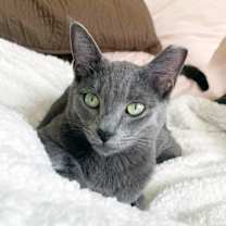 Thumbnail photo of Yoshi #1