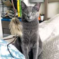 Thumbnail photo of Yoshi #2