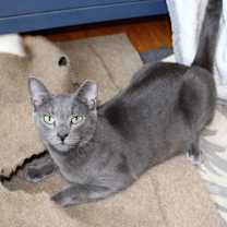 Thumbnail photo of Yoshi #3