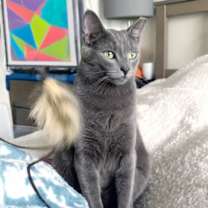 Thumbnail photo of Yoshi #4