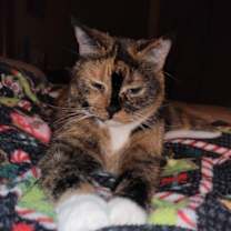 Thumbnail photo of Rose #1