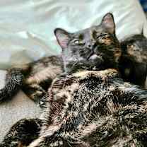 Thumbnail photo of Sienna and Ravi #1