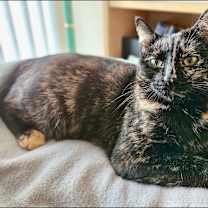 Thumbnail photo of Sienna and Ravi #2