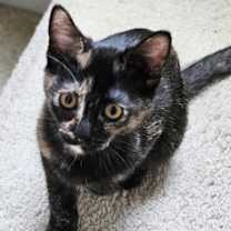 Thumbnail photo of Sienna and Ravi #4