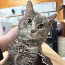 Thumbnail photo of Gains #1