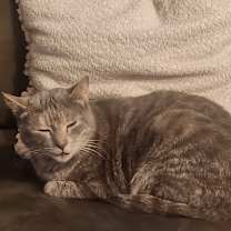 Thumbnail photo of Priss #1